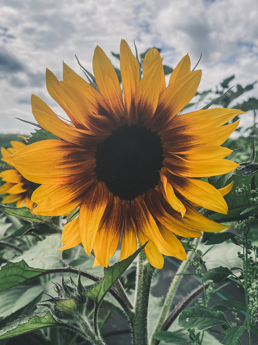 Sunflower Bouquet