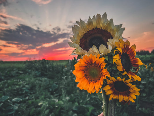 MINI sunflower bouquet